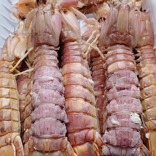 活煮熟冻皮皮虾，大中小膏虾肉虾