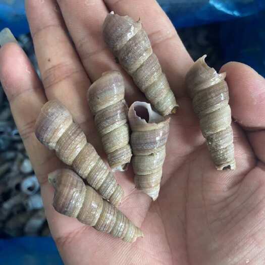 北海淡水螺