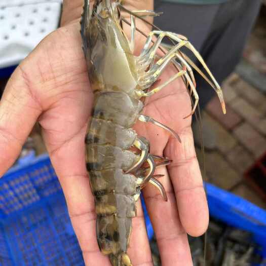 博兴县斑节虾