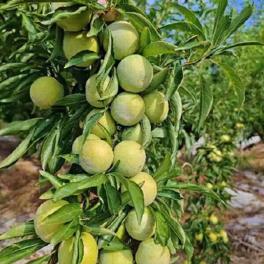 重庆市分水晚熟青脆李！要的老板联系！
