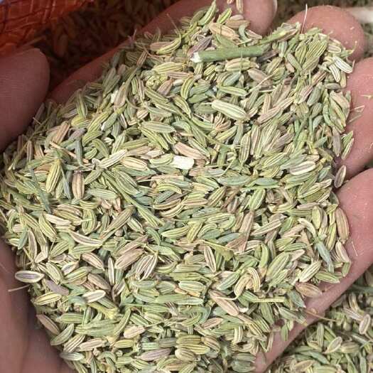 玉门市小茴香