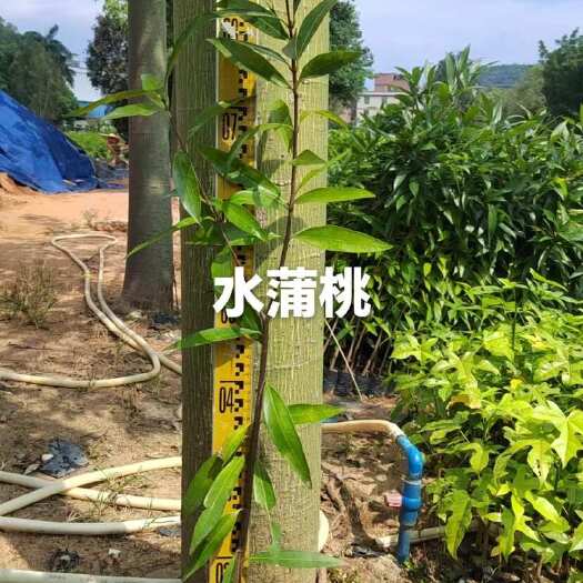 广州海南蒲桃树苗，水蒲桃苗