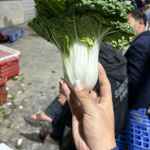 黄心乌塔菜，无虫，无烧边，无烧心，口感清甜