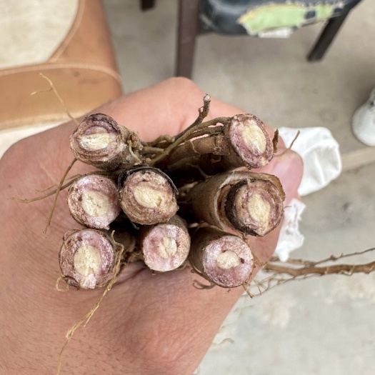 临洮县牡丹根，大量有货