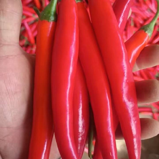 牟定县红美人椒大量上市，基地货，有喜欢的老板联系！