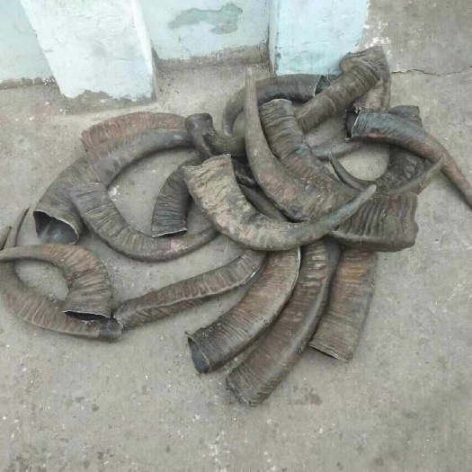 长沙牛角