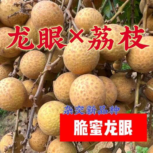 漳州脆蜜龙眼