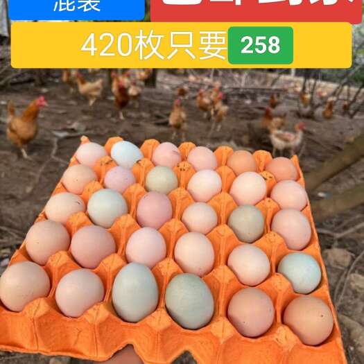 京山市散养  高山放养土鸡蛋  散养土鸡蛋  土鸡蛋