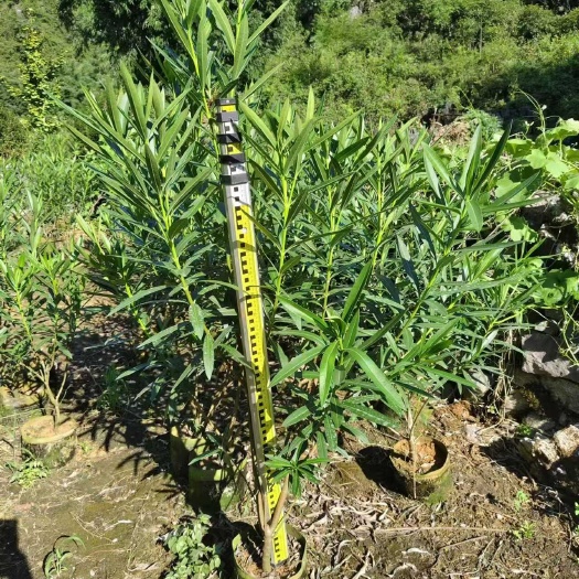 揭阳粉花夹竹桃