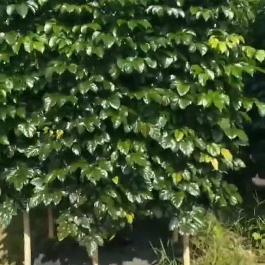 鹤山市绿宝树 海南菜豆树 根发达 叶茂盛 充满生机 4~6公分