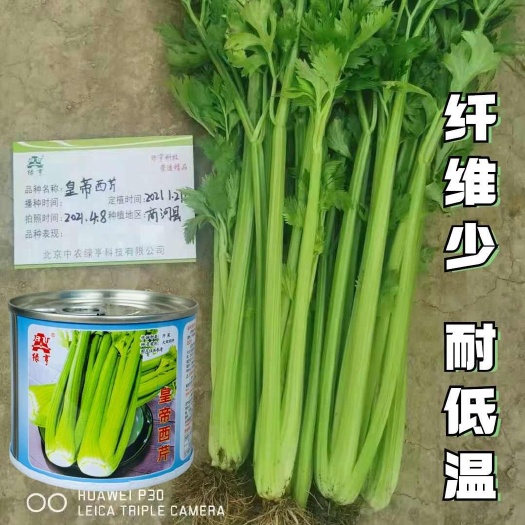 沭阳县绿亨皇帝西芹种子中早熟黄绿柄香味浓郁高产耐寒高端西芹芹菜种子