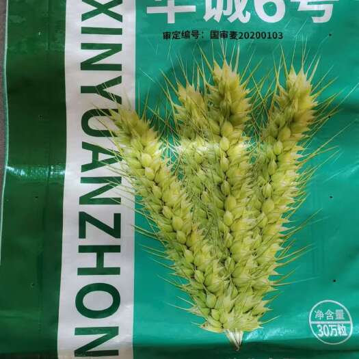肥城市华诚6号国审小麦种子批发