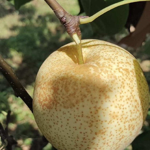 【精品桂花梨产地】广西桂花梨产地供应  大量货源 需要的联系