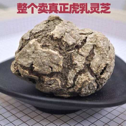 海口虎乳灵芝 虎乳菌