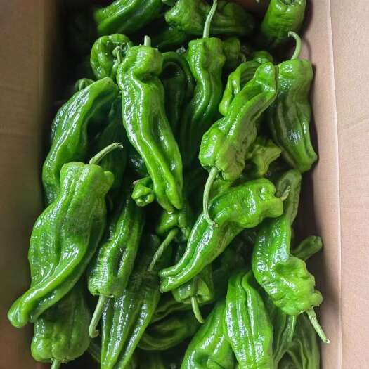兰陵县山东兰陵精品芜湖辣椒，大量现货，价格便宜，量大质优，发往全国