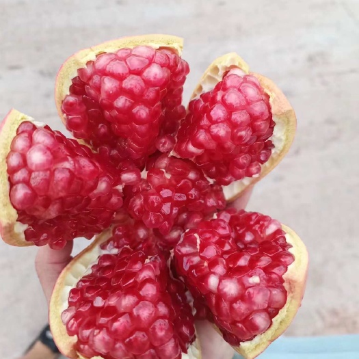 会理市会理软软籽石榴！颗粒饱满！颜色口感都杠杠的！这样的品质值得品