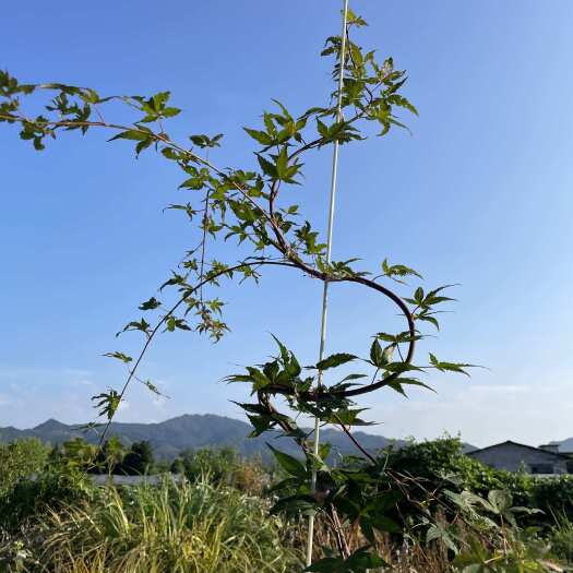 兴安县流泉枫树新品（红宝石瀑布）荷兰母体培育一年苗。
