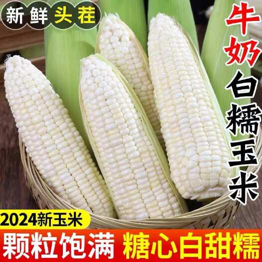 安溪县新鲜现摘白糯玉米锁鲜品质香甜粘玉米非转基因白糯整箱代发