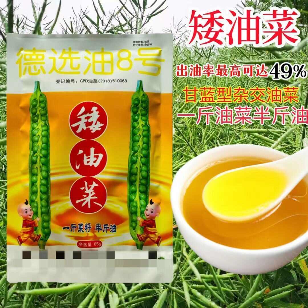 矮油868油菜籽种子 矮杆油558油菜籽种子矮杆油菜种子