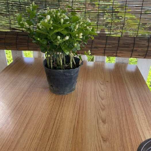 横州市横县重瓣茉莉花盆栽10-13株