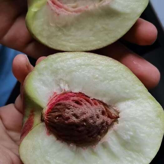 高密市毛桃