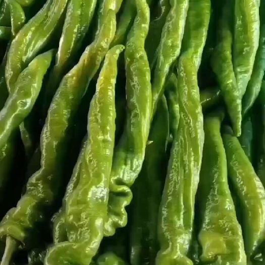 兰陵县山东，兰陵大陇椒，产地直发，大量现货，保质保量一手货源，