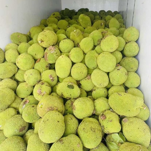 保亭县海南高端红肉5号果