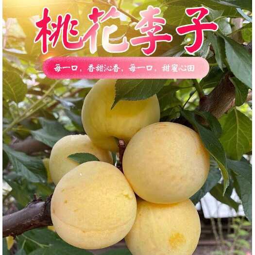 汉源县四川汉源桃花李冰糖李应季新鲜水果