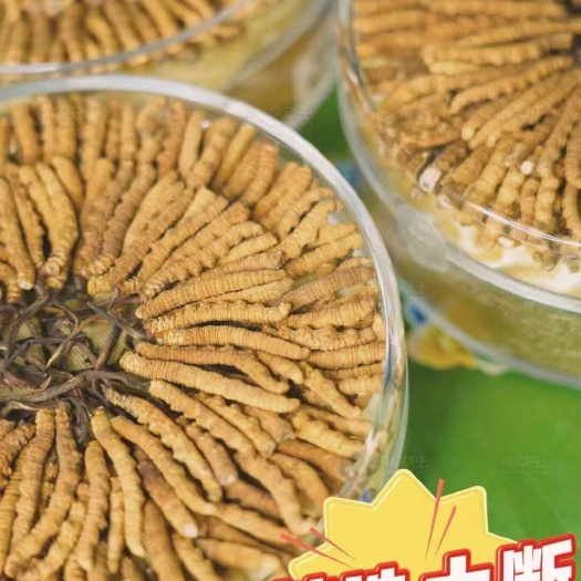 比如县【精选断草】冬虫夏草 条形饱满 纹路清晰 色泽自然 精美包装
