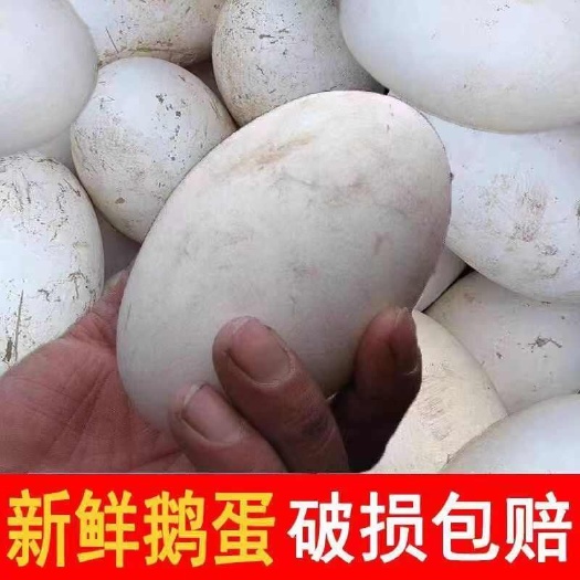 临沂鹅蛋新鲜农家散养土鹅蛋初生蛋超大双黄蛋当天现捡现发鲜鹅蛋