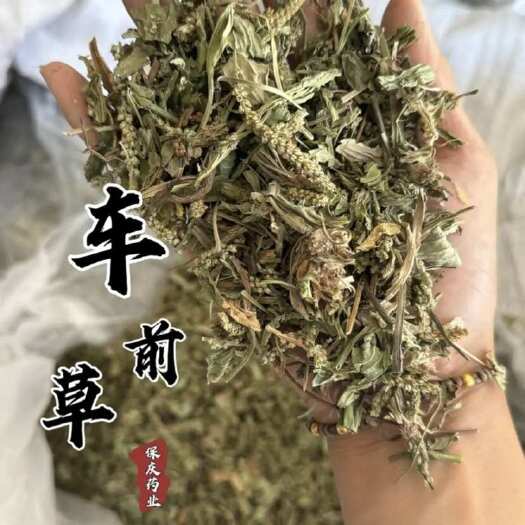 车前草 实物拍摄发货如图保庆药业