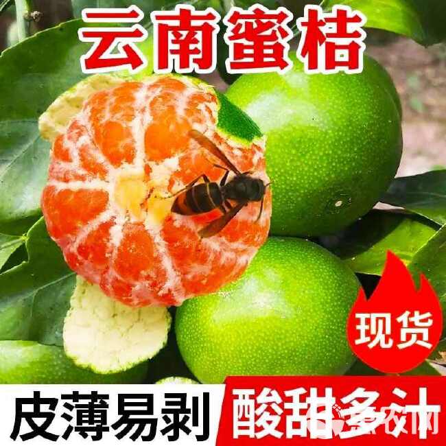 云南蜜桔新鲜现摘早熟青皮橘子当季水果薄皮超甜无籽整箱批发