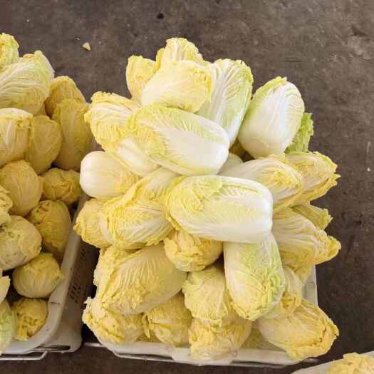 甘肃兰州黄心娃娃菜 新鲜叶菜类蔬菜 直供B2B电商平台