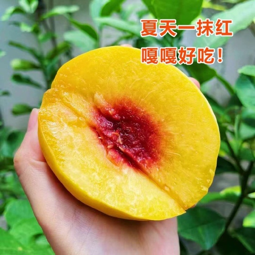 贵阳贵州高山生态种植黄桃红心黄桃｜脆甜无酸