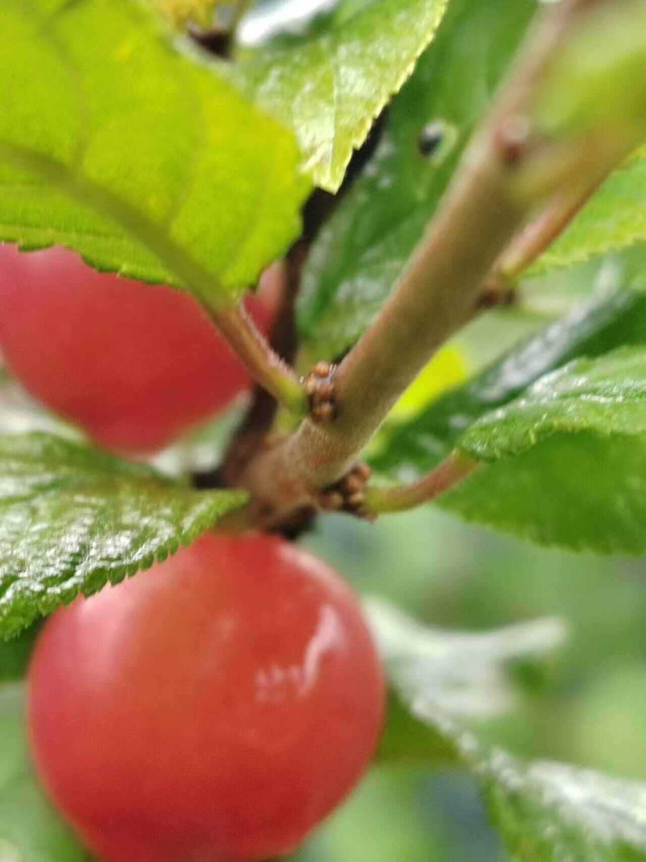 樱桃树苗，抗严寒新品种樱桃苗，当年栽上当年少量挂果。