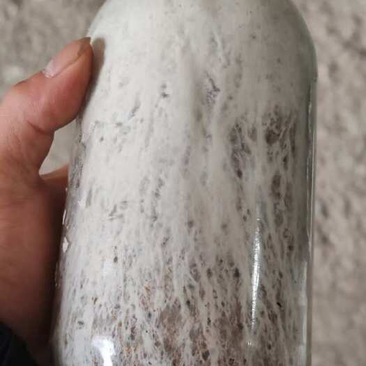 黎平县茯苓菌种厂家直销