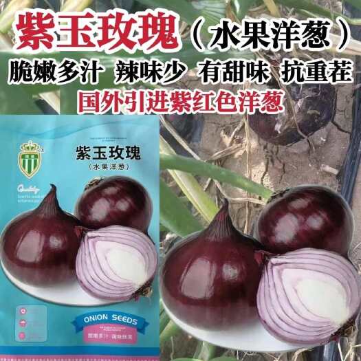 紫玉玫瑰水果洋葱种子国外引进新品种洋葱种子紫红色洋葱籽有甜味