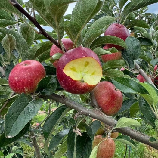 昭通昭通丑苹果红露苹果