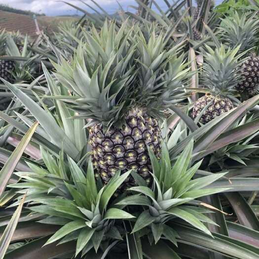 芒市菠萝