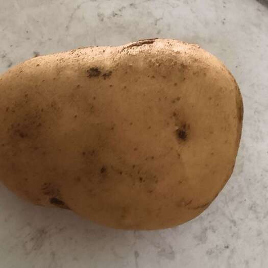 长春批发新马铃薯