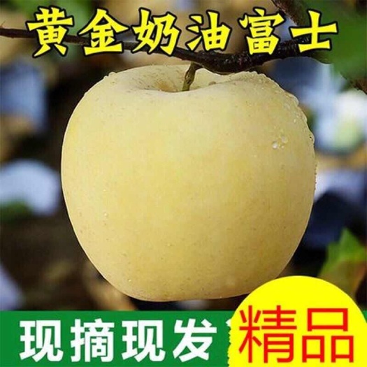 山东黄金奶油富士苹果 黄金帅苹果