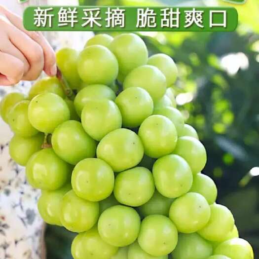 浦江县阳光玫瑰