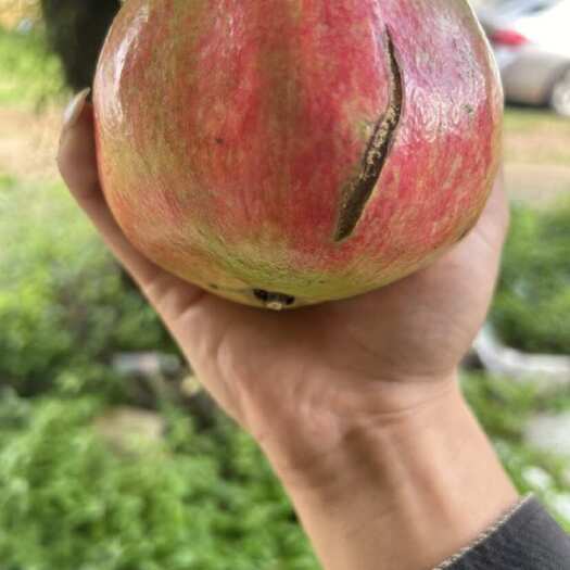 昆明突尼斯软籽