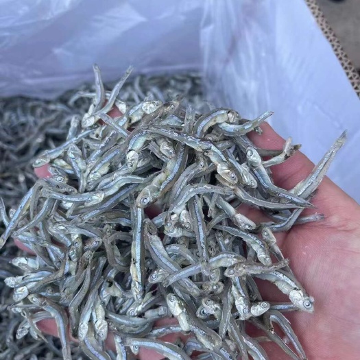 日照有头 无头 海燕鱼 各种规格齐全