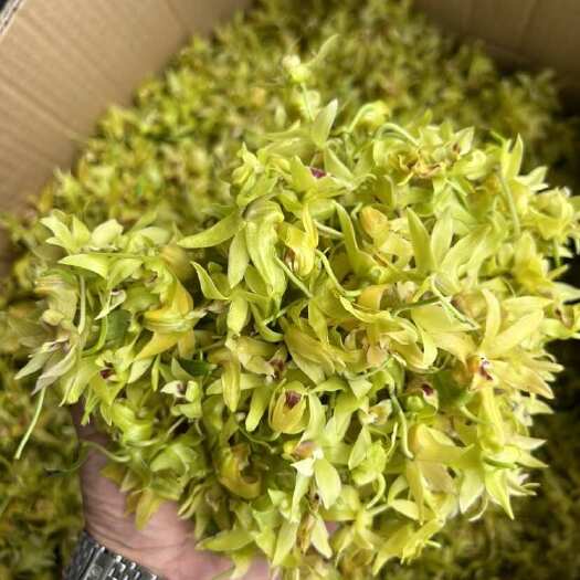 勐海县铁皮石斛鲜花