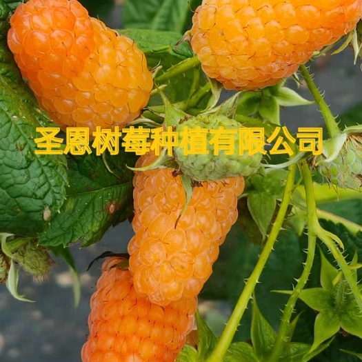 红树莓苗  树莓苗，  双季秋萍果已经下来了，需要种苗的单位