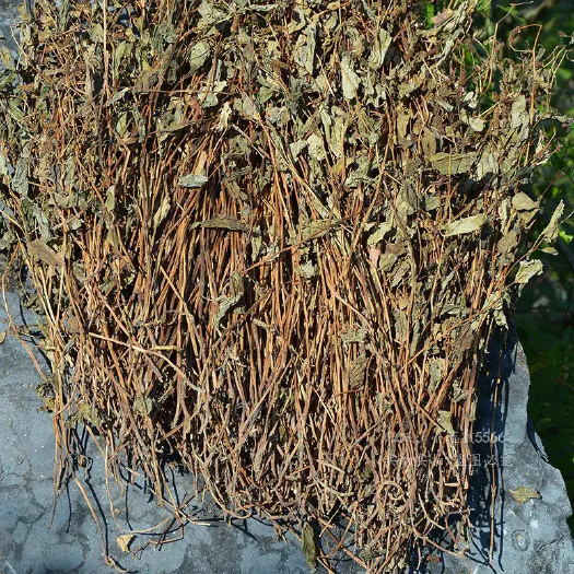 大竹县药用鱼腥草
