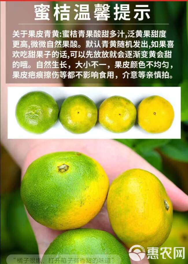 云南蜜桔新鲜现摘早熟青皮橘子当季水果薄皮超甜无籽整箱批发