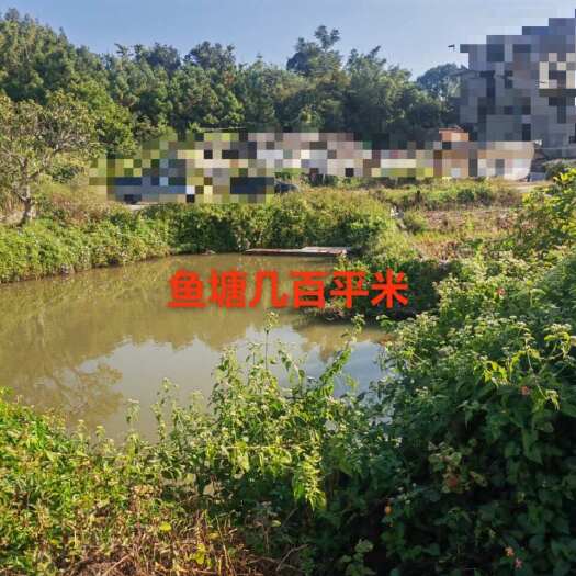 惠东县惠东九龙峰10亩龙眼园带两层楼鱼塘出租