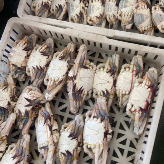 连云港远洋海捕梭子蟹冷冻大公蟹